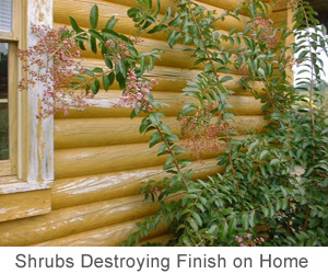 shrubs destroying finish on log home
