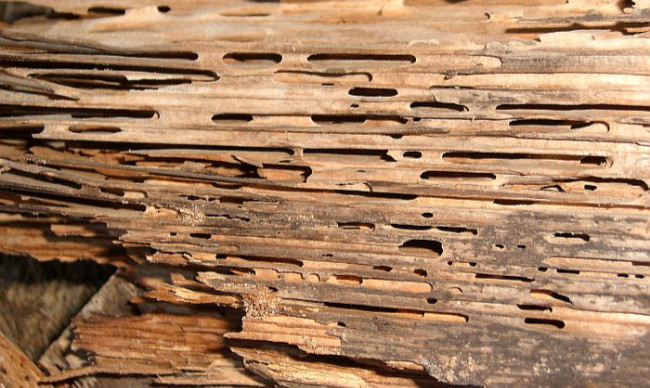 carpenterants wood