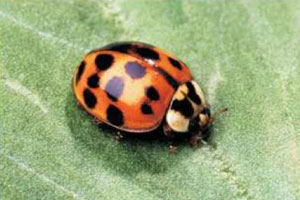 asianladybeetle