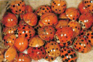 asianladybeetle2