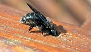 carpenter bee