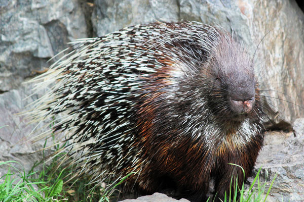 porcupine