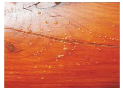 Blisters in finish due to the presence of oil remaining in the wood applyinglifelineoveroilbasedstains