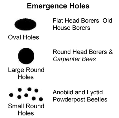 emergenceholes2
