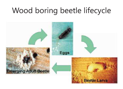 Wood Boring Beetle