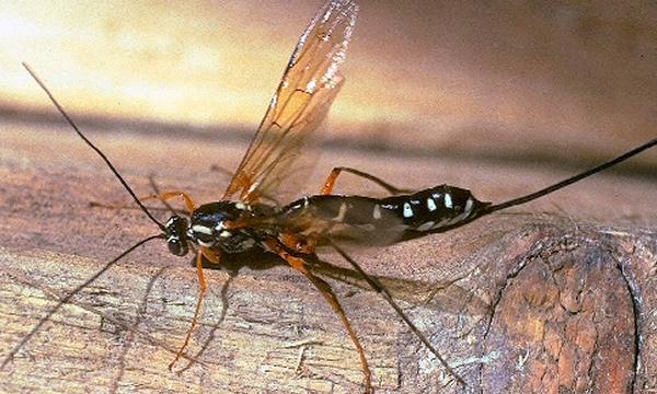 Parasitic Wasps