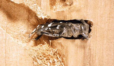 Preventing Wood Damage and Infestation of Wood-Boring Beetles