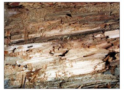 About Carpenter Ants