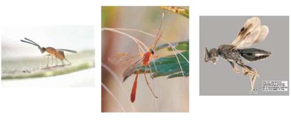 Parasitic Wasps