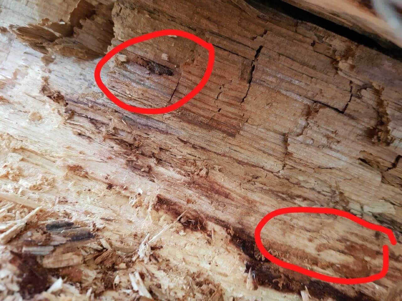 The Best Borate Treatments Against Wood Boring Bugs