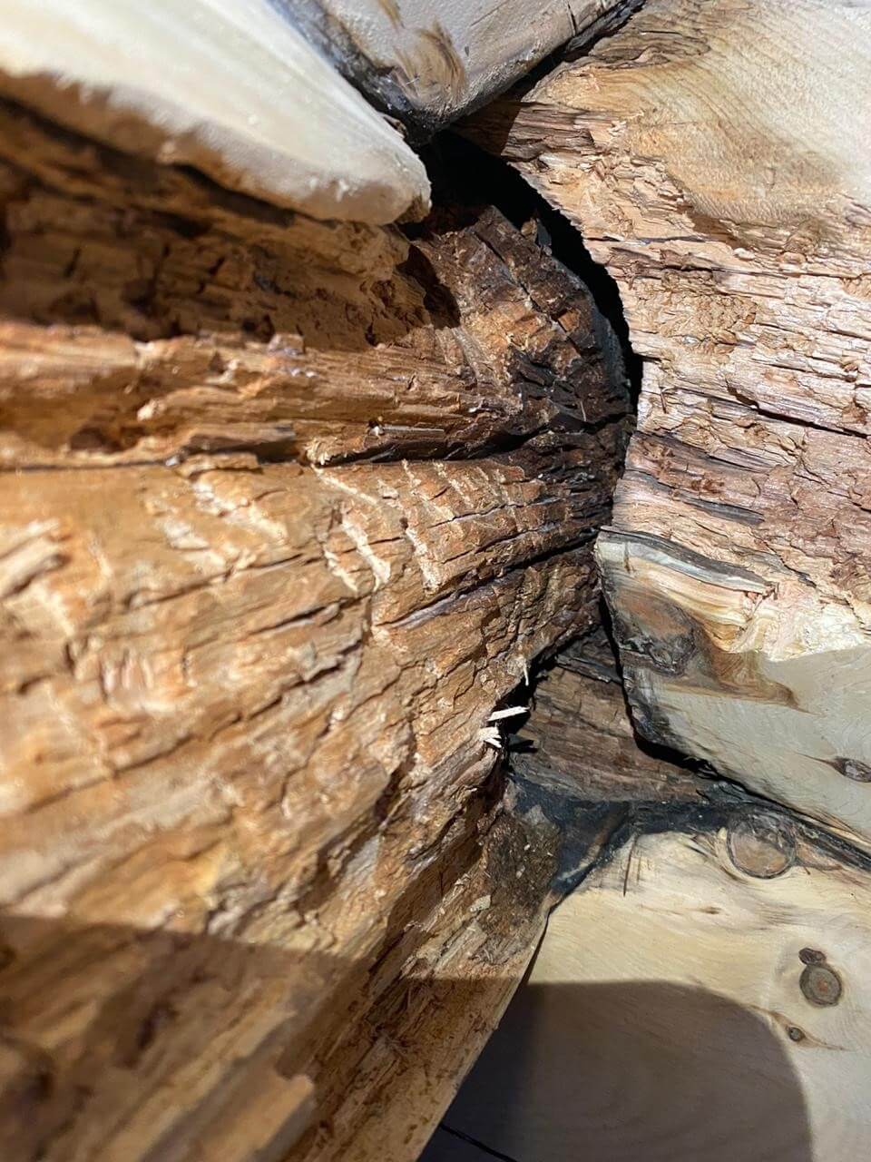 The Best Borate Treatments Against Wood Boring Bugs