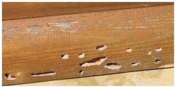 Woodpecker feeding holes