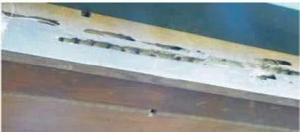 Woodpecker feeding on carpenter bee larvae.