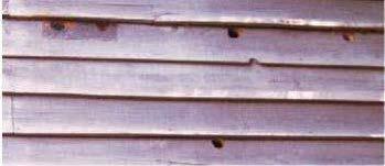 Woodpecker nest holes