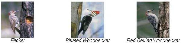 Three types of woodpeckers that occasionally damage log homes