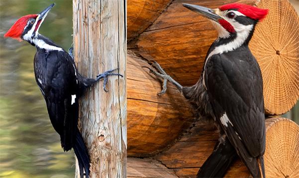 Woodpeckers